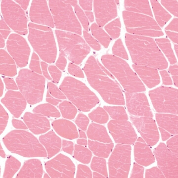 プレミアム太郎ぽーく